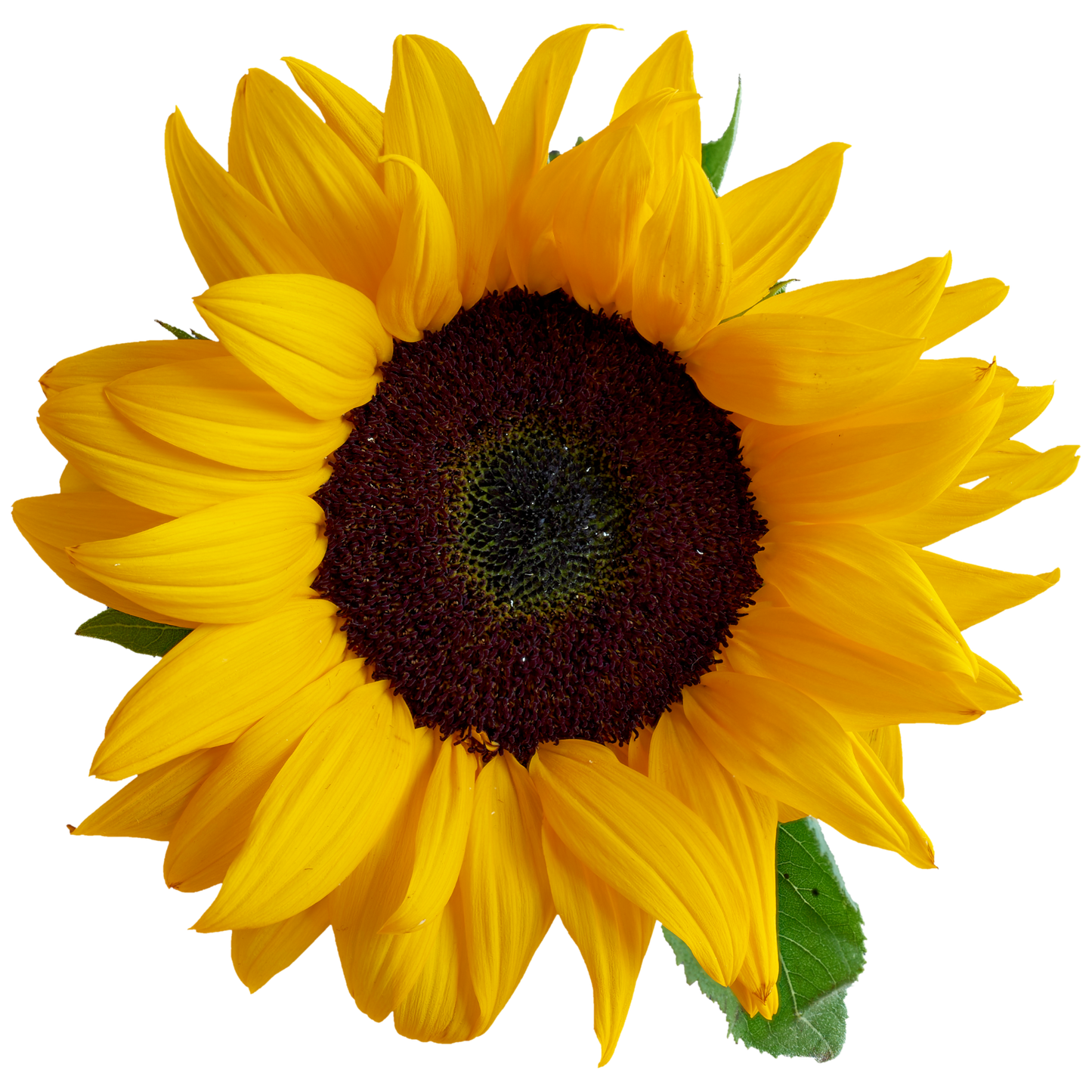 Girasole
