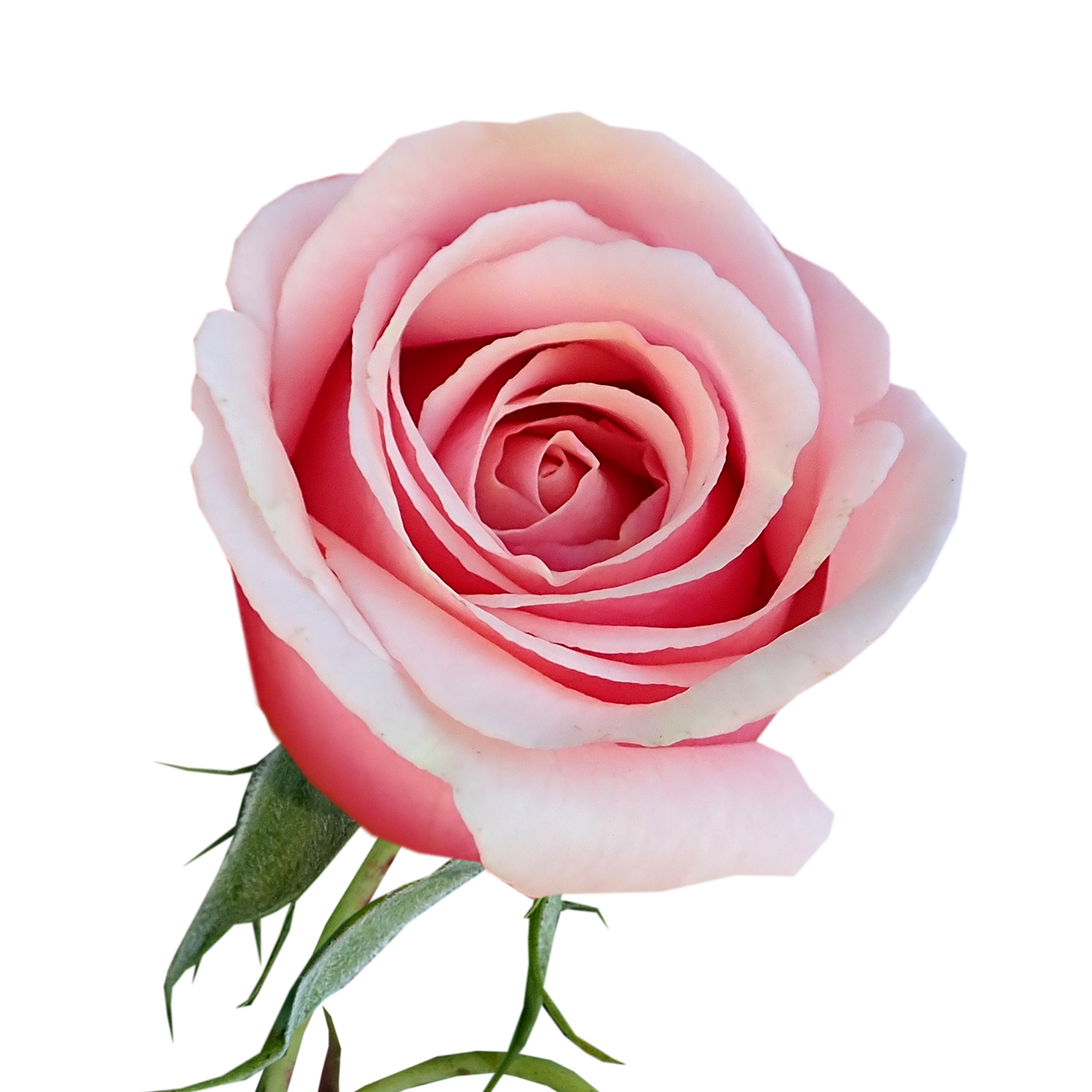Rosa