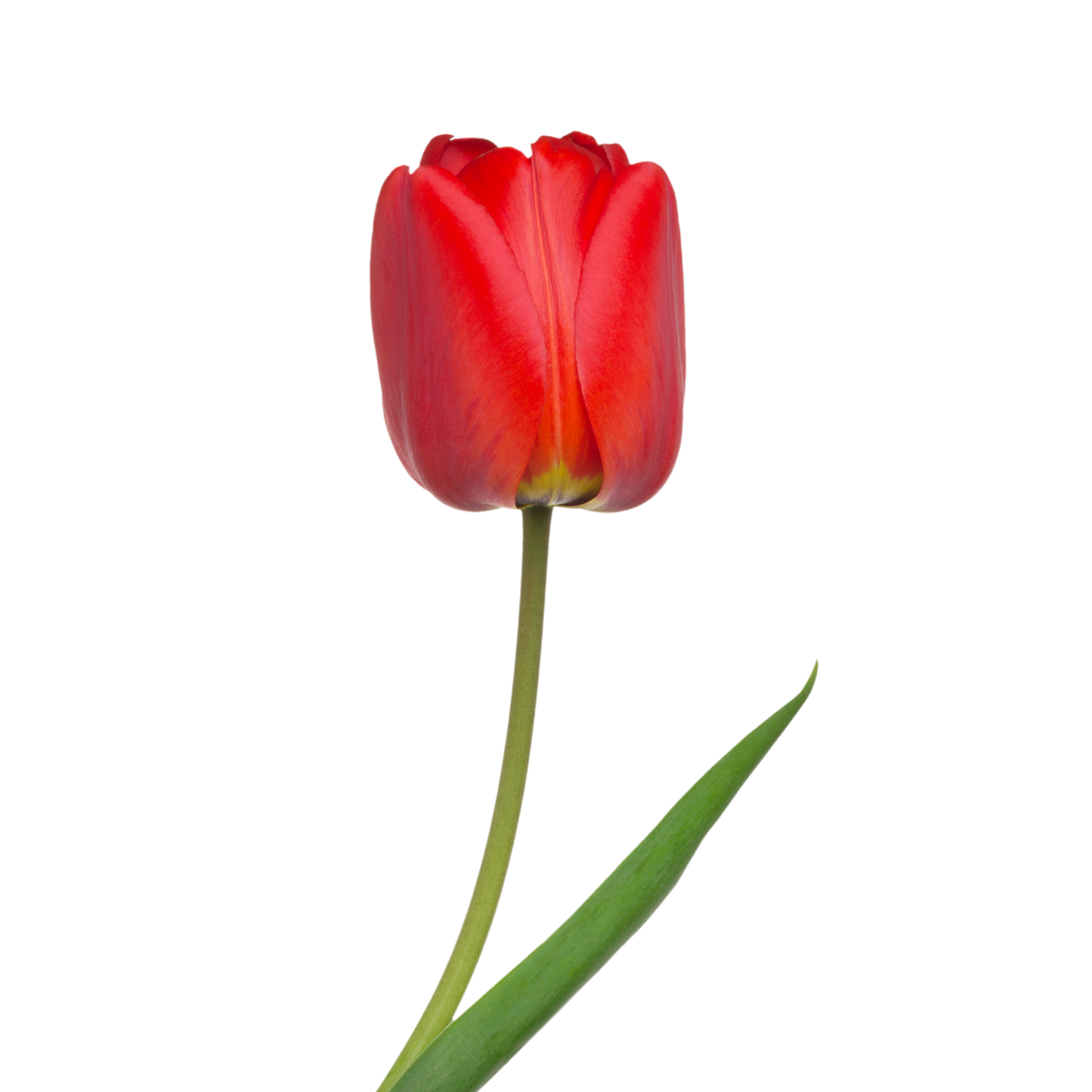 Tulipano